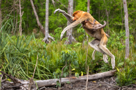 Proboscis Monkey (Nasalis larvatus) endemic  of Borneo. Female with a baby jumping from tree to treeの写真素材