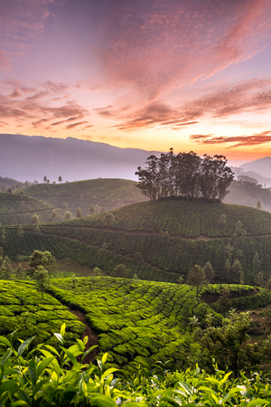 Sunrise over tea plantations in Munnar, Kerala, Indiaの写真素材