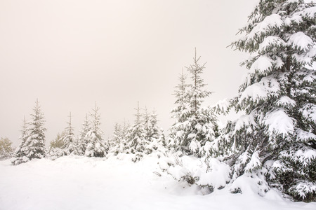 Beautiful winter landscape with snow covered treesの写真素材