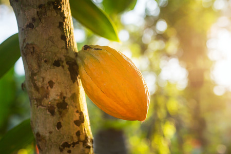 Cocoa fruit hanging on the treeの写真素材