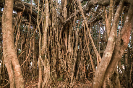 Tree of Life, Amazing Banyan Tree in morning sunlightの写真素材