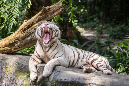 White male tiger yawns in the zooの写真素材