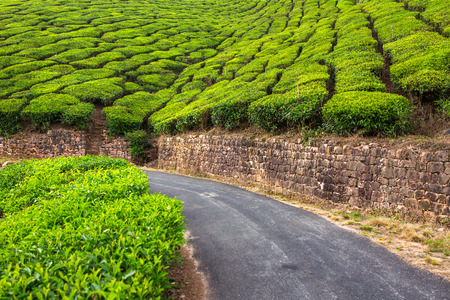 Empty road through tea plantations in Munnar, Indiaの写真素材