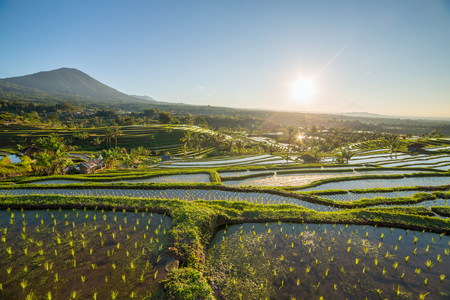 Jatiluwih Rice Terraces on a sunny day, Bali, Indonesia.の写真素材