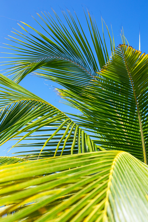 Palm leaves close-up on blue sky backgroundの写真素材