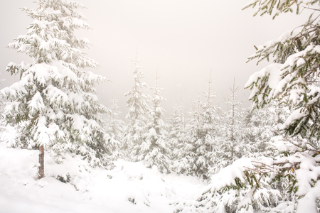 Beautiful winter landscape with snow covered treesの写真素材