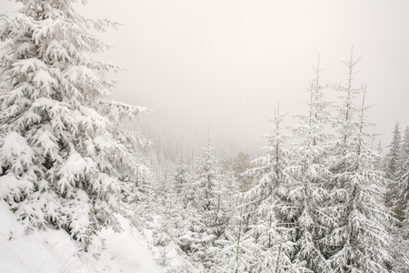 Beautiful winter landscape with snow covered treesの写真素材