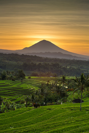 Jatiluwih Rice Terraces and Agung volcano at sunrise, Bali, Indonesiaの写真素材