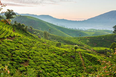 Sunrise over tea plantations in Munnar, Kerala, Indiaの写真素材