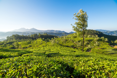 Tea plantations in Munnar, Kerala, Indiaの写真素材