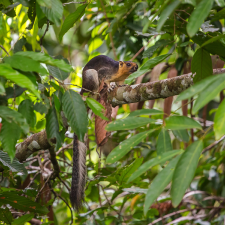 Close-up photo of the cream-coloured Giant Squirrel (Ratufa affinis) sitting on branch in the forest in Borneo, Malaysiaの写真素材