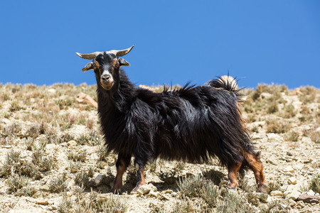 Domestic goat in mountain area in Nepal.の写真素材
