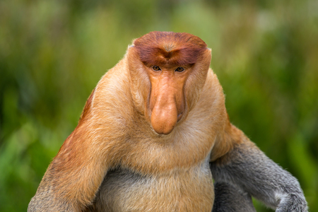 Proboscis Monkey (Nasalis larvatus) endemic of Borneo.  Male portrait with a huge nose.の写真素材
