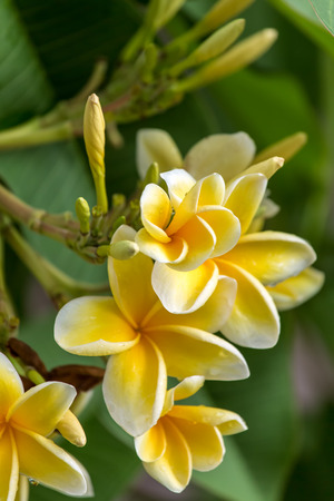 Beautiful white and yellow frangipani flower close-upの写真素材