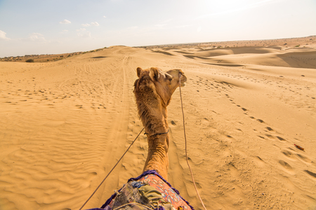 Camel rider view in Thar desert, Rajasthan, Indiaの写真素材