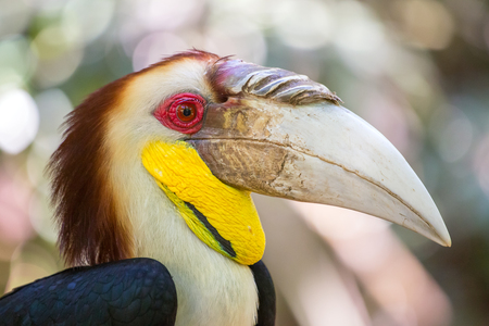 Close-up of the Hornbill, Borneo, Malaysia.の写真素材
