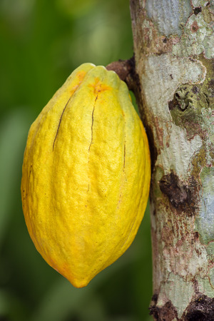 Cocoa fruit hanging on the treeの写真素材
