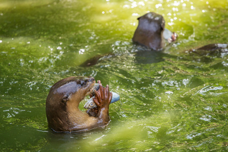 Otter eating fish in the waterの写真素材