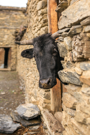 Black cow looks out from the old barn in Himalaya village in Nepalの写真素材