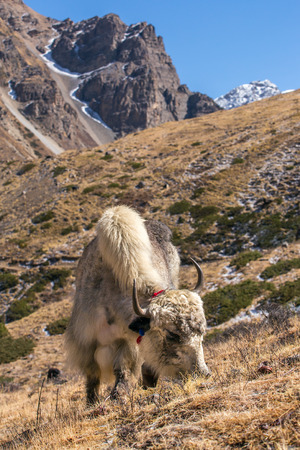 Domestic yak in the Himalaya mountains, Nepalの写真素材