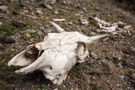 Cow's skull on the ground in Nepal. Dramatic photoの写真素材