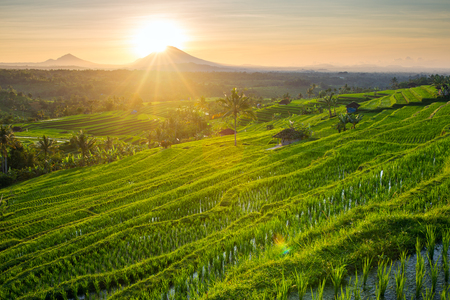 Beautiful sunrise over the Jatiluwih Rice Terraces in Bali, Indonesiaの写真素材