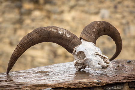 Ram skull on the stone fence in Nepalの写真素材