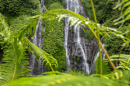 Young fern leaf close-up with a Beautiful Banyumala Waterfall on background, Bali, Indonesiaの写真素材