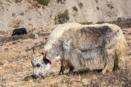 Domestic yak in the Himalaya mountains, Nepalの写真素材