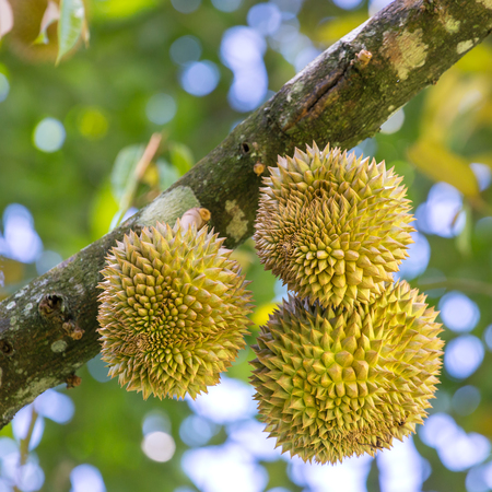 Fresh durians, the king of fruit on the tree in Borneo, Malaysiaの写真素材