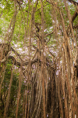 Tree of Life, Amazing Banyan Tree in morning sunlightの写真素材