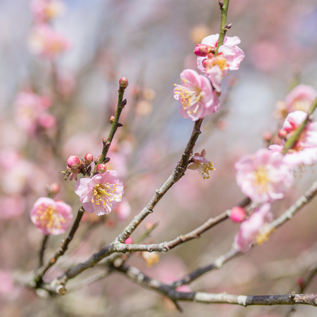 Pink sakura cherry blossom close-upの写真素材
