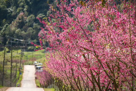 Pink sakura cherry blossom close-upの写真素材