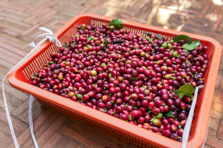 Red Coffee berries in basketの写真素材