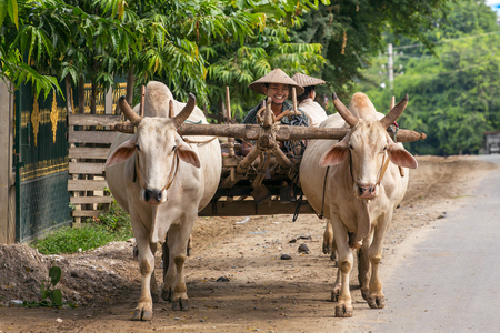 Mandalay, Myanmar - October 1, 2016: Smiling burmese farmer driving an oxcart near Mandalay, Myanmar.のeditorial素材