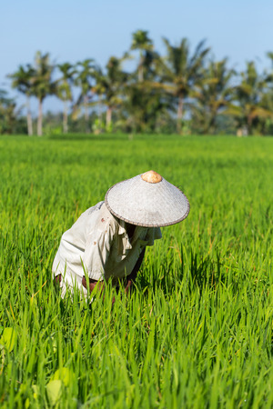 Balinese farmer working on rice field in Bali, Indonesiaの写真素材