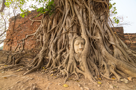 Buddha Head in Tree Roots in Wat Mahathat , Ayuthaya , Thailandの写真素材