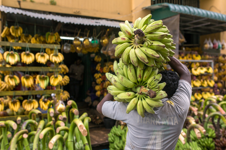 Yangon, Myanmar - September 26, 2016: Unidentified man carry banch of green bananas to banana shop in Yangon, Myanmarのeditorial素材