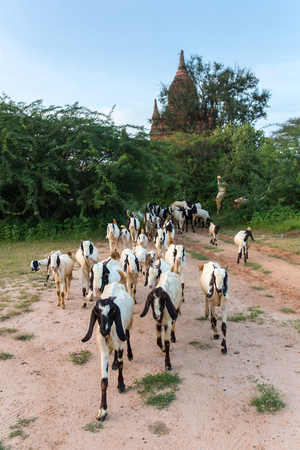 Herd of goats grazing near the ancient stupas and temples in Bagan, Myanmarの写真素材