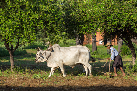 Bagan, Maynmar - October 11, 2016: Unidentified burmese farmer driving an oxcart during sunrise in Bagan, Myanmar.のeditorial素材