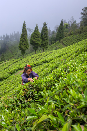 Sikkim, India - April 21, 2017: Indian woman is picking up the fresh tea leaves from tea plantation in Sikkim region, Indiaのeditorial素材