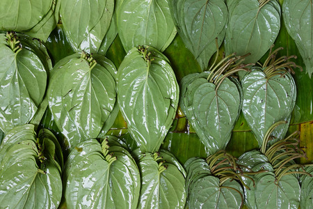 Betel nut leaves on the street stall in Myanmar.の写真素材