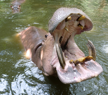 Big Hippo with widely open mouthの写真素材