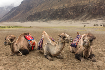 Camel safari in a valleyの写真素材