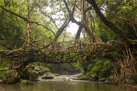Living roots bridge near Riwai village, Cherrapunjee, Meghalaya, India. This bridge is formed by training tree roots over years to knit together.の写真素材
