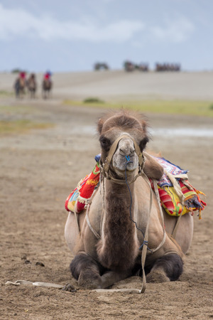 Camel safari in Nubra valley in Ladakh, Indiaの写真素材