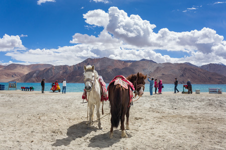 Ladakh, India - July 11, 2017: Domestic horse for tourists riding at the high altitude lake Pangong Tso in Ladakh, Northern Indiaのeditorial素材