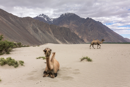 Camel safari in Nubra valley in Ladakh, Indiaの写真素材