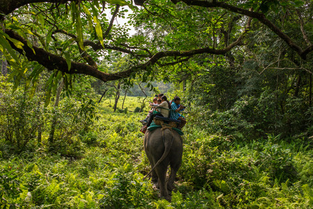 Jaldapara, India - May 5, 2017: Jaldapara elephant safari in Jaldapara National Park.のeditorial素材