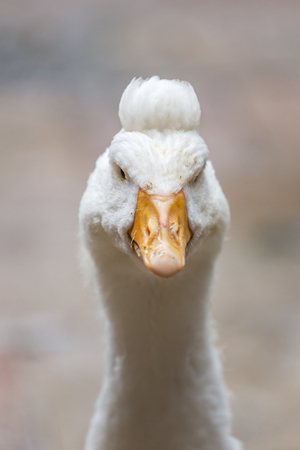 Close up portrait of white goose with funny hairstyleの写真素材
